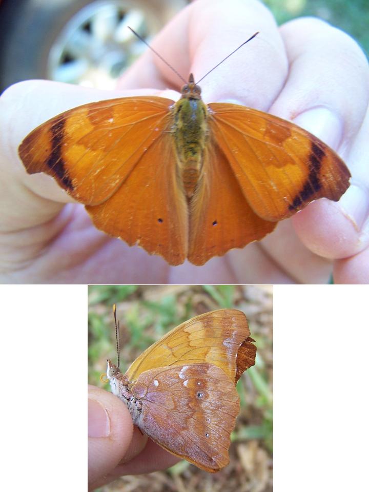 FIGURE 3f FIGURE 3f
